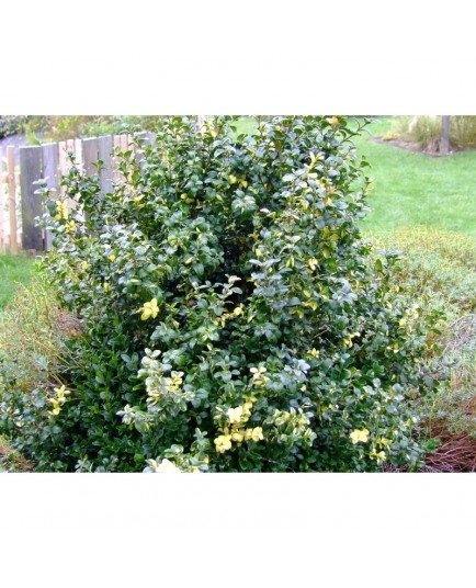 Buxus sempervirens 'Gold Tip' - Buis panaché
