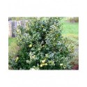 Buxus sempervirens 'Gold Tip' - Buis panaché