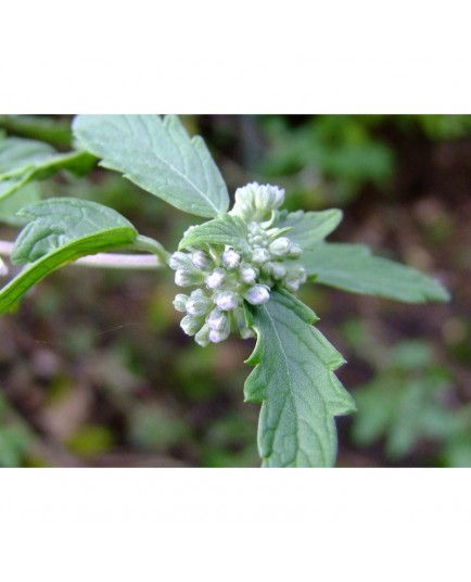 Caryopteris mongholica