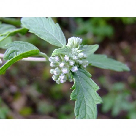 Caryopteris mongholica