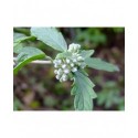 Caryopteris mongholica