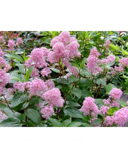 Ceanothus pallidus x 'Marie Simon' - Lilas de Californie