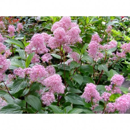 Ceanothus pallidus x 'Marie Simon' - Lilas de Californie