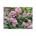 Ceanothus pallidus x 'Marie Simon' - Lilas de Californie
