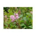 Ceanothus pallidus x 'Marie Simon' - Lilas de Californie