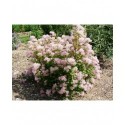 Ceanothus pallidus x 'Marie Simon' - Lilas de Californie