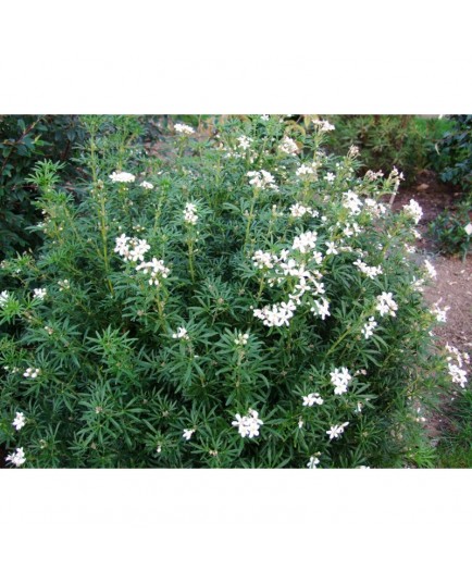 Choisya dewitteana x 'White Dazzler' ®- Oranger du Mexique