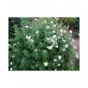 Choisya dewitteana x 'White Dazzler' ®- Oranger du Mexique