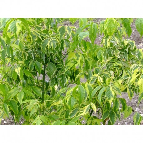 Acer negundo 'Aureovariegatum' - Erable à feuille de frêne