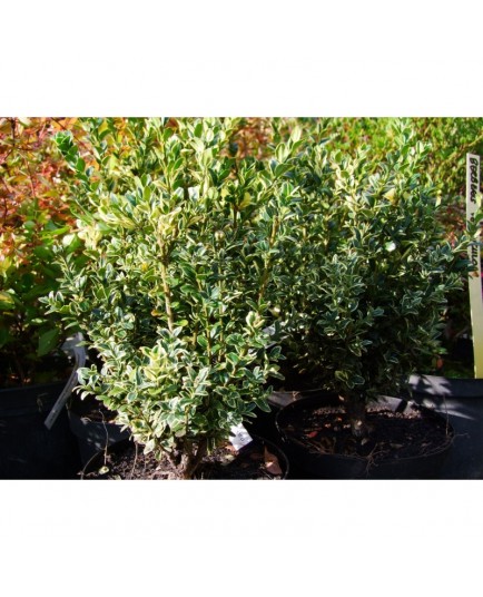 Buxus sempervirens 'Elegantissima' - Buis panaché