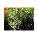 Buxus sempervirens 'Elegantissima' - Buis panaché