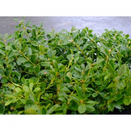 Buxus microphylla 'Rococo' - buis prostré