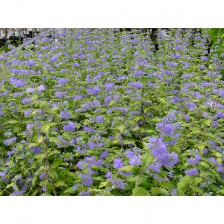 Caryopteris incana 'Sunshine Blue'®