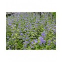 Caryopteris incana 'Sunshine Blue'®