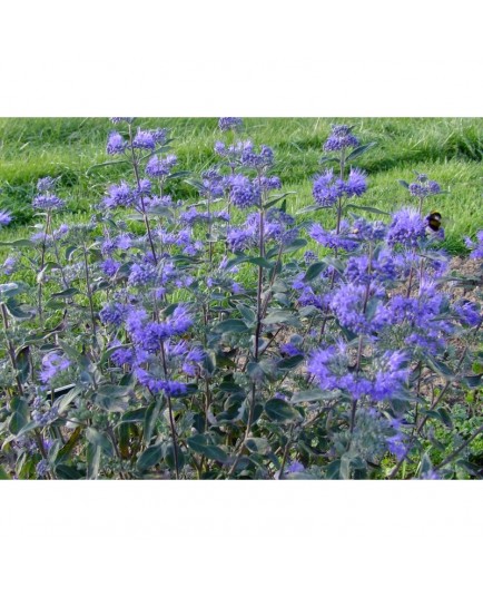 Caryopteris clandonensis x 'Thetis'