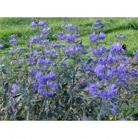 Caryopteris clandonensis x 'Thetis'