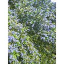 Ceanothus thyrsiflorus 'El Dorado' ®- Céanothe