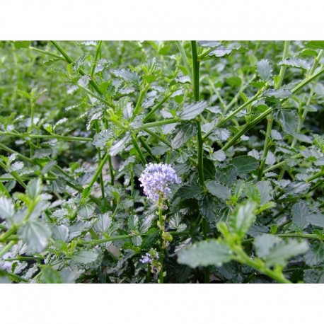 Ceanothus thyrsiflorus var. repens - Céanothe rampant