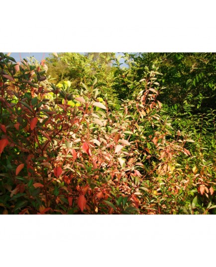 Cornus stolonifera 'Cardinal' - cornouiller