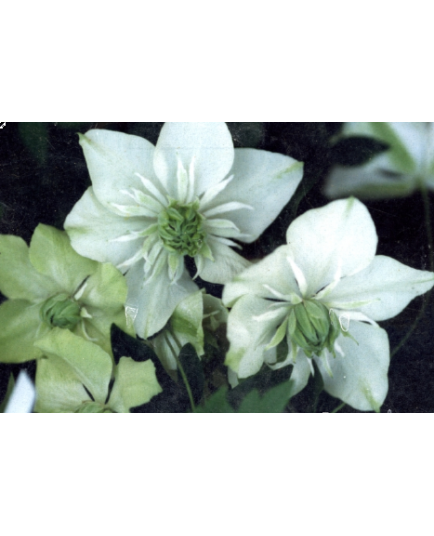 Clematis florida 'Alba Plena' - Clematite