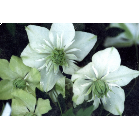 Clematis florida 'Alba Plena' - Clematite