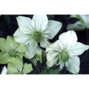 Clematis florida 'Alba Plena' - Clematite