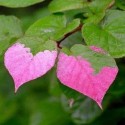 Actinidia kolomikta - kiwi panaché