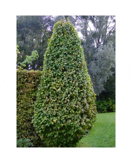 Carpinus betulus 'Frans Fontaine' - charme fastigié