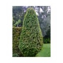 Carpinus betulus 'Frans Fontaine' - charme fastigié