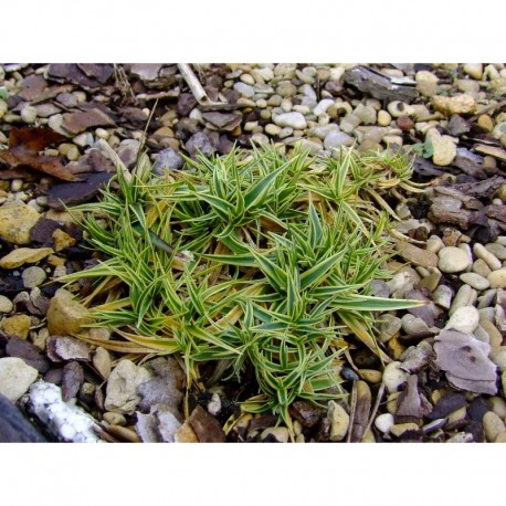 Carex firma 'Variegata'