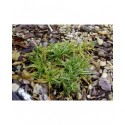 Carex firma 'Variegata'
