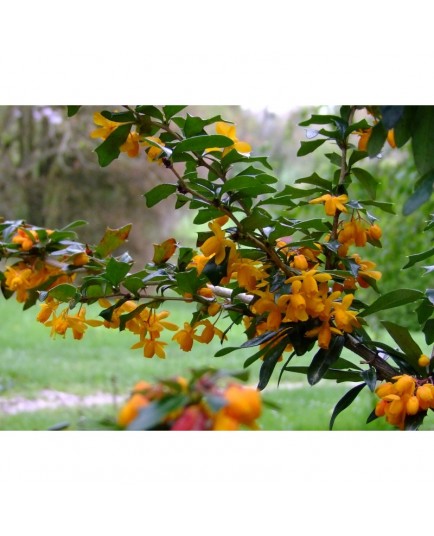 Berberis bidentata x 'Apricot Queen' - berberis, Epine vinette