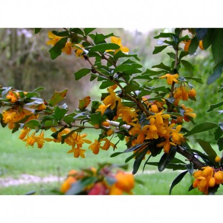 Berberis bidentata x 'Apricot Queen' - berberis, Epine vinette