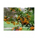 Berberis bidentata x 'Apricot Queen' - berberis, Epine vinette