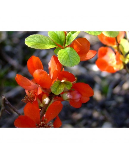 Chaenomeles superba x 'Boule de Feu' - cognassier du Japon