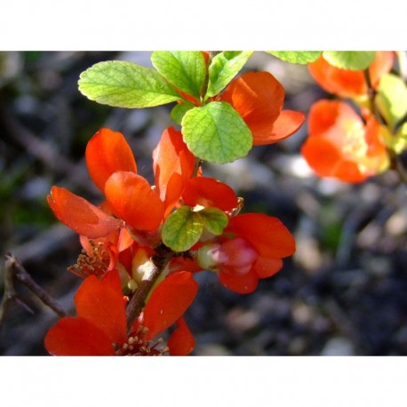 Chaenomeles superba x 'Boule de Feu' - cognassier du Japon