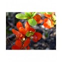 Chaenomeles superba x 'Boule de Feu' - cognassier du Japon