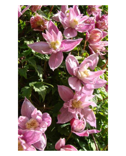 Clematis macropetala 'Markham's Pink' - clématite à grand pétale