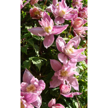 Clematis macropetala 'Markham's Pink' - clématite à grand pétale