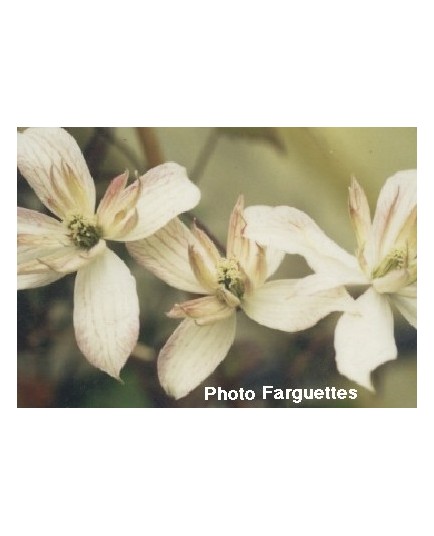 Clematis montana 'Marjorie' - Clematite