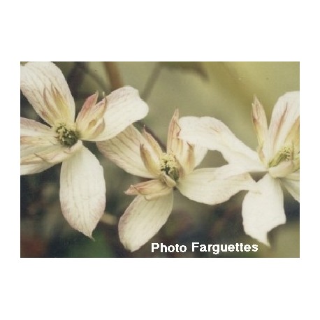 Clematis montana 'Marjorie' - Clematite