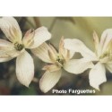 Clematis montana 'Marjorie' - Clematite