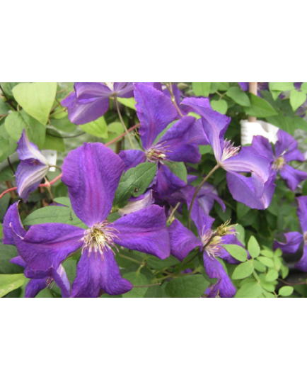 Clematis viticella 'Polish Spirit' - Clematite