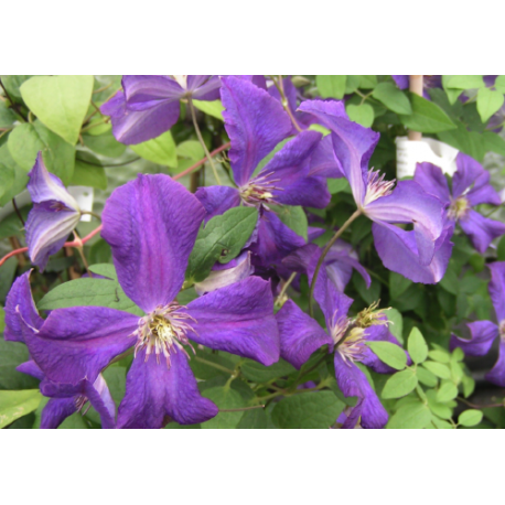 Clematis viticella 'Polish Spirit' - Clematite