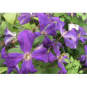 Clematis viticella 'Polish Spirit' - Clematite