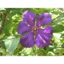 Clematis viticella 'Polish Spirit' - Clematite