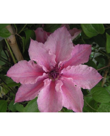 Clematis 'Pink Fantasy' - Clematite