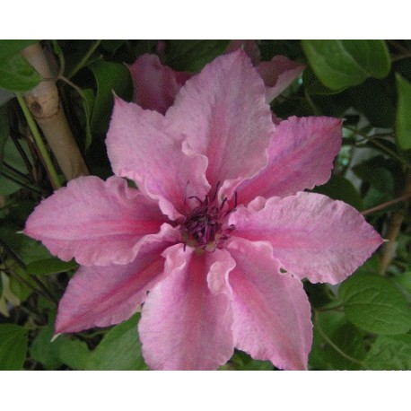 Clematis 'Pink Fantasy' - Clematite