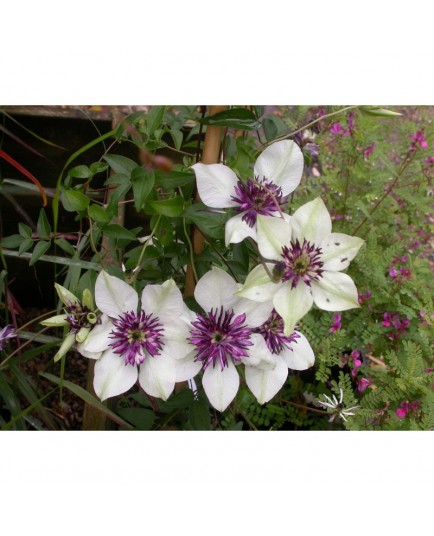 Clematis florida 'Bicolor'