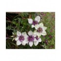 Clematis florida 'Bicolor'